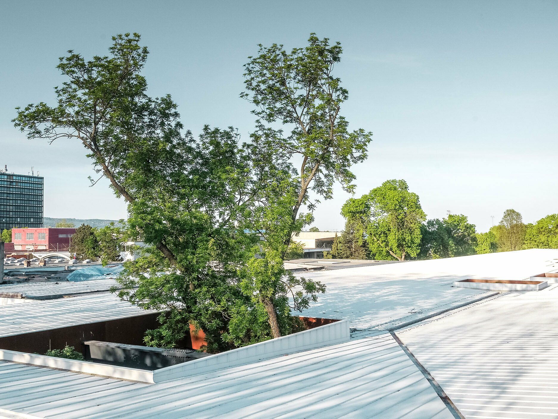 Das Bild zeigt eine Bushaltestelle in Kroatien mit einem weißen Prefalz Dach von PREFA. Große Bäume durchbrechen das Dach an mehreren Stellen, was der Konstruktion ein besonderes architektonisches Merkmal verleiht. Im Hintergrund sind weitere Gebäude und ein hoher Büroturm zu sehen. Das Bild verdeutlicht die Kombination aus funktionaler Architektur und natürlicher Umgebung, wobei das weiße Dach und das Grün der Bäume einen auffälligen Kontrast bilden.